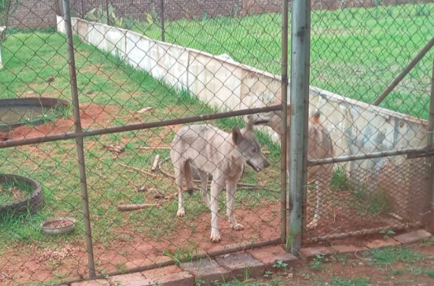 Canadian Timber Wolf Escapes And Is Recaptured In Benoni-SurgeZIrc SA